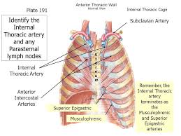 In the event of thoracic or abdominal aortic stenosis or occlusion, the internal thoracic arteries are important potential sources of collateral blood supply via anterior anastomoses with the intercostal arteries and inferior epigastric arteries, respectively. Unit 14 Pleura And Lungs Quiz Clinical Case A 55 Year Old Man Reported To His Family Physician That He Had A Solid Swelling In His Scrotum There Was Ppt Download