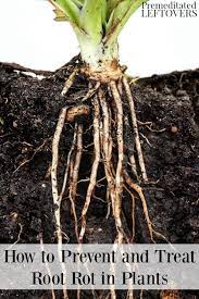 Root Rot Can Take Your Plants Down Quickly Keep Your Plants Thriving With These Tips On How To Prevent And Treat Root Rot Plants Money Tree Plant Corn Plant