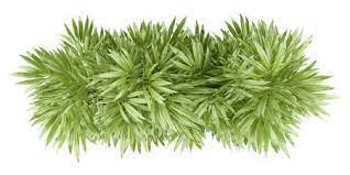Top View Of Bamboo Plant In Pot Isolated On White Background Bamboo Plants Trees Top View Tree Photoshop