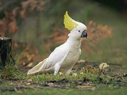 Cacatua Preco Fotos Da Alba De Crista Amarela Rosa E Preta Animais Cultura Mix