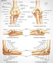 Elbow Anatomy The Elbow Joint Is A Hinge That Allows Extension And Flexion And Pronation And Supination Of T Anatomy Bones Skeleton Anatomy Elbow Anatomy