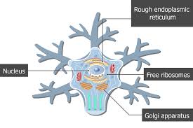 Image result for Neuron