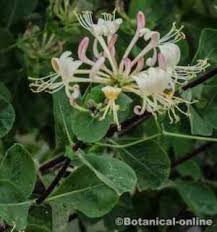 • las hojas y los tallos tienen poderes astringentes, diaforético y emético. Toxicidad De La Madreselva Botanical Online