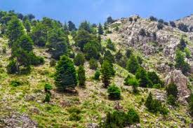 The females, on the other hand, yield berries containing seeds. Lebanon Cedar Tree Lovetoknow