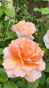 Image result for Albertisia exelliana