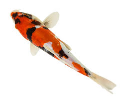 Your Koi Tattoo What You Need To Know Koi Story