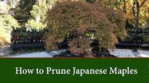 Shop our japanese maple selection from the world's finest dealers on 1stdibs. How To Prune Japanese Maples Acer Palmatum Part 1 Youtube