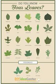 Leaf Identification Guide Infographic Leaf