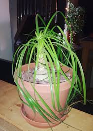 If your cat ingests part of an areca palm (dypsis lutescens), monitor its symptoms closely. Ponytail Palms How To Care For A Ponytail Palm The Old Farmer S Almanac