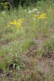 Image result for Emilia juncea