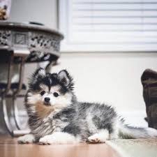 The teacup pomeranian husky mix is a much smaller exception. Siberian Husky Puppies Husky Pomeranian Teacup Pets Lovers