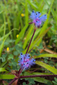 Image result for Cyanotis longifolia
