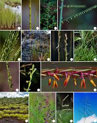 Image result for Rhytachne