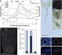 Découvrez ses expériences et son réseau professionnel comme yannick jassin. The Preprophase Band Of Microtubules Controls The Robustness Of Division Orientation In Plants Science