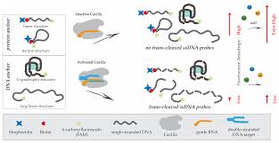 DNA Probes for Cas12a-Based Assay with Fluorescence Anisotropy Enhanced Due  to Anchors and Salts