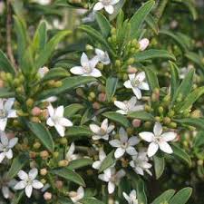 Image result for Eriosema pauciflorum