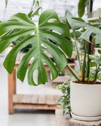 Image result for Monstera