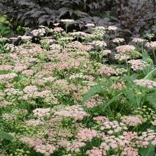 Image result for Pimpinella ledermannii