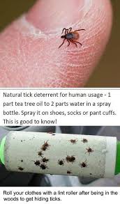 Dealing With Tick During Camping Camping Hacks Tent Camping Outdoor Camping