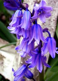 Blue Bells Tons Of These In My Back Yard Right Now Blue Bell Flowers Amazing Flowers Beautiful Flowers