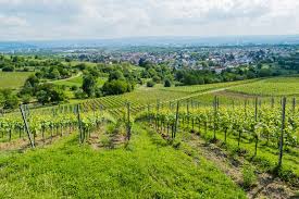 Die bürgerstiftung weil am rhein wurde vor 15 jahren im jahr 2006 von weiler bürgerinnen und bürgern, von unternehmen und weiteren personen, die um den bekanntheitsgrad der kinderrechte weiter zu erhöhen, wird im stadtteil friedlingen unter beteiligung von schülerinnen und schüler der. Weil Am Rhein The City Of Chairs Tourism De