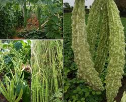 · cucurbits group can be grown in both summer and monsoon (rainy season). Growing Vegetables In Winter A Full Guide Agri Farming