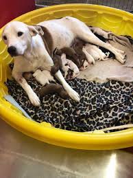 Do not laminate your certificates. Shelter Dog In Texas Gives Birth To 20 Puppies In Emergency C Section Cbs 17