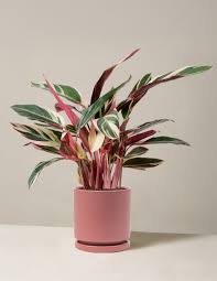 Image result for stromanthe