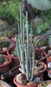 Image result for Ceropegia lugardiae