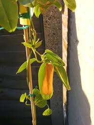 The leaves at the lower part of a couple of rwo year old clematis have started to shrivel and go brown, while the upper part seems healthy although the flowers are not as good as last year. Newly Planted Armandii Yellowing Leaves