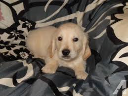 Maybe you would like to learn more about one of these? Golden Retriever Puppies For New Homes 10 Weeks Old Male And Female For Sale In Mobile Alabama Classified Americanlisted Com