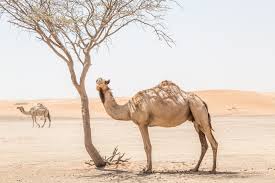 Hi romanian, if you google you might find a supplier of camel milk in your country. The Many Benefits Of Camel Milk The Middle East Superfood Goumbook