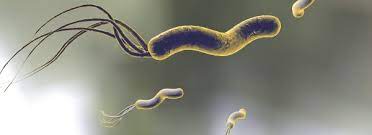 Durch den helicobacter stuhltest können auch spezifische antigene im stuhl nachgewiesen werden. Helicobacter Pylori Nachweis Im Stuhl