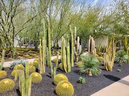 Cam is an acronym for crassulacean acid metabolism, and it refers to a specific type of photosynthesis generally used by plants and vegetation growing in hot and arid. Blog Botanica Curiosa