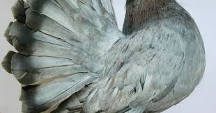 Birds Of A Feather Flock Together Meaning In Malayalam Indian Fantail Images Encyclopedia Of Pigeon Breeds Pigeon Breeds Fantail Pigeon Pigeon Pictures