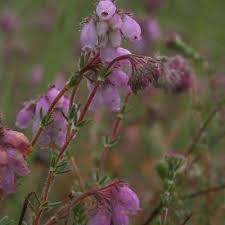 Image result for Erica mannii