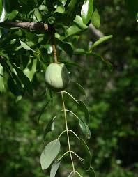 Image result for Sclerocarya