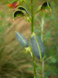Image result for Crotalaria natalitia