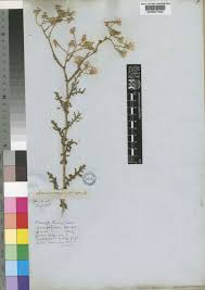 Image result for Senecio consanguineus