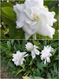 Check spelling or type a new query. Gondhoraj Flower à¦—à¦¨ à¦§à¦° à¦œ à¦« à¦² Cape Jasmine Gardenia Jasminoides Flowers Garden Plants