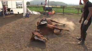 Kuda dewasa vs kuda kecil, goat meeting new crossing style kuda kawin, per kawin nan kuda besar dan keledai, nonton kuda kawin yg anunya jelas, nonton kuda yg siap kawin, kawin pertama kuda poni, kuda kawin sapi kawin matinghorses matedcows kudakawin sapikawin zebra. Drama Banget Kuda Ini Pura Pura Mati Setiap Ada Yang Mau Menunggangi