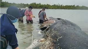 Kepala besar paus sperma dapat terdiri hingga 35% dari panjang tubuhnya, dan. Penemuan Mengejutkan Dalam Perut Bangkai Paus Sperma Di Wakatobi Regional Liputan6 Com