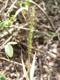 Image result for Setaria