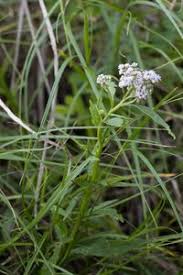 Image result for Ethulia conyzoides