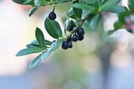 Fast growing generally twice as wide as. Japanese Holly Info How To Care For Japanese Holly Plants