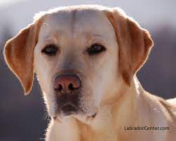 They are somehow similar to yellow labradors but they have long hairs and less muscular body. 40 Yellow Lab Wallpaper Desktop On Wallpapersafari