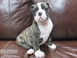 Abigail adopted her mixed bulldog, melman, thinking he was a victorian bulldog. Victorian Bulldog Puppies Petland Frisco Tx