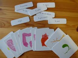 Le Corps Humain Cles En Main Ressources Pour S Amuser Ensemble Corps Humain Corps Instruction En Famille