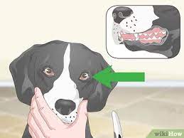 Other causes of high body temperature in dogs. 3 Ways To Measure A Dog S Temperature Wikihow