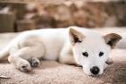 Korean Jindo Dog - Full Profile, History, and Care